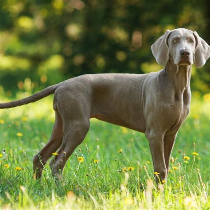 Does a weimaraner dog shed?