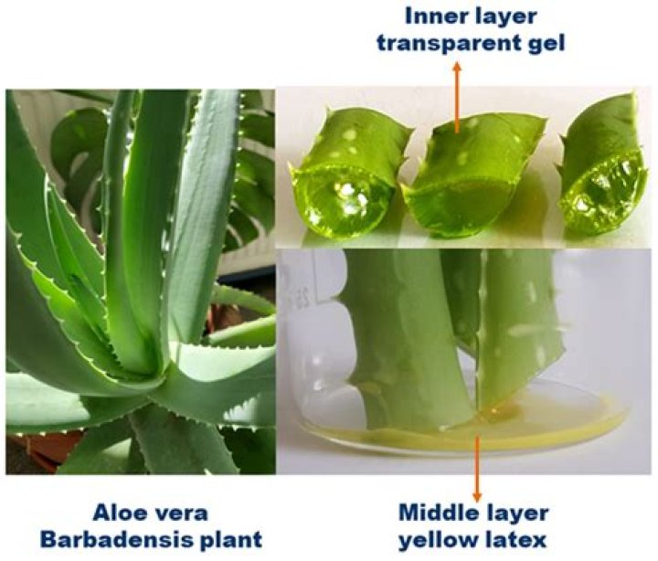 Does aloe vera help with textured skin?