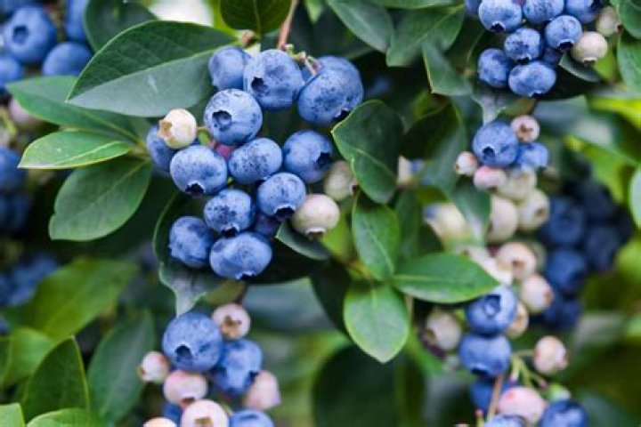 Does bilberry thin the blood?
