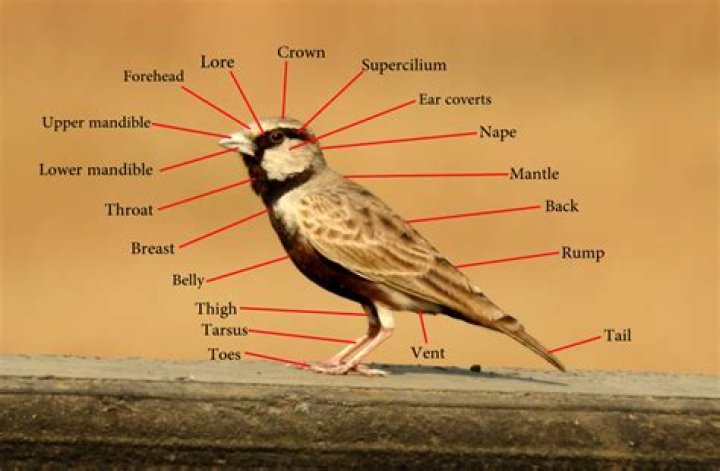 Does birds have ears?