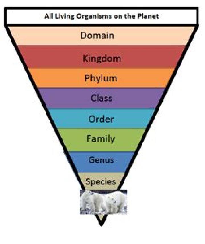 Does classifying mean in science?
