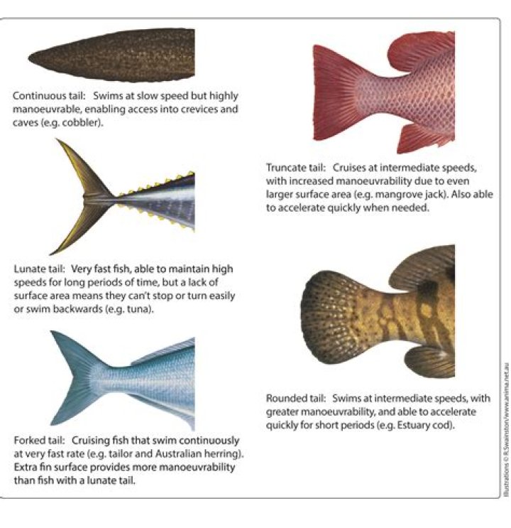 Does corvina fish have scales?