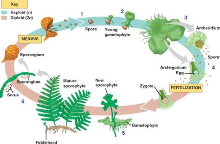 Does fern produce seeds?