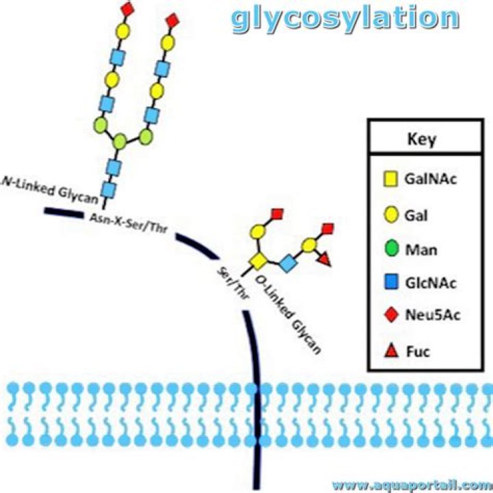 Does glycosylation affect protein folding?