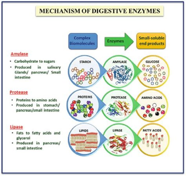 Does hyphae release digestive enzymes?