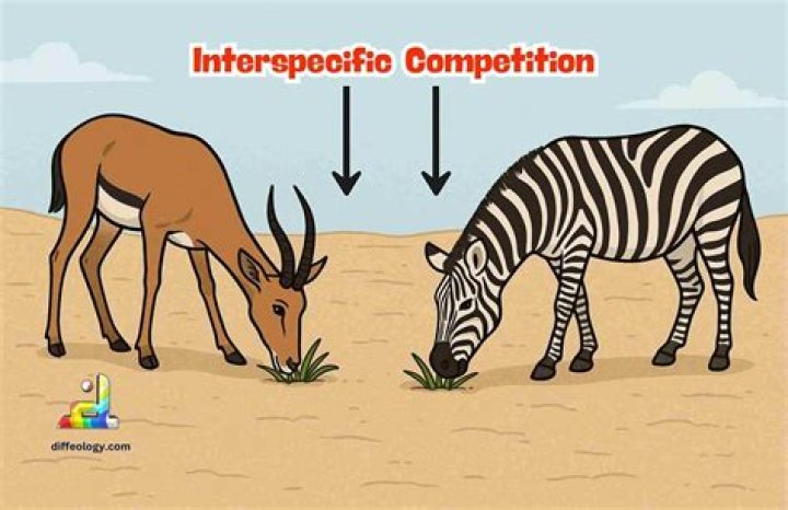 Does intraspecific competition mean?