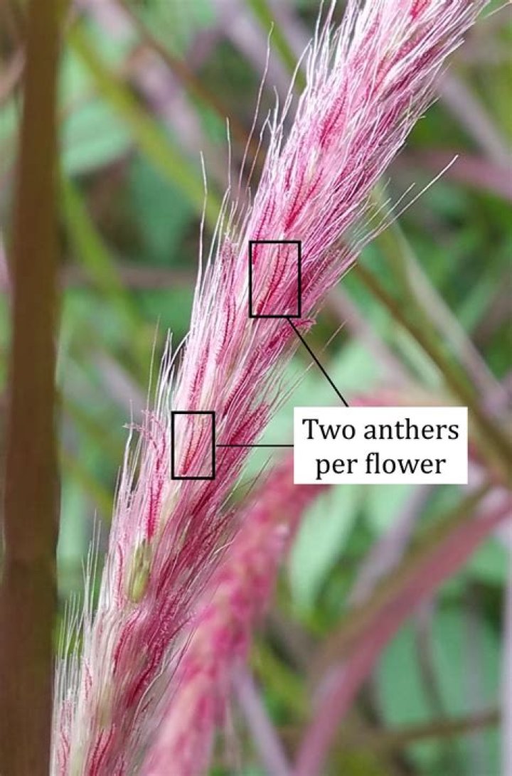 Does lalang have flowers?