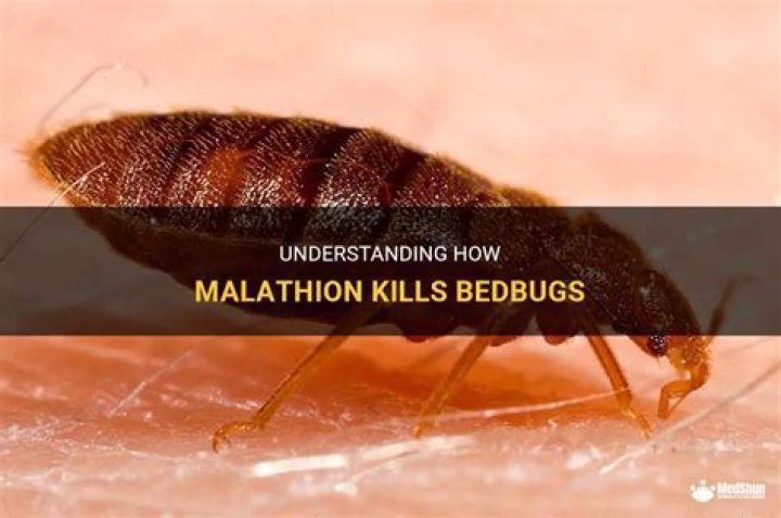 Does malathion kill bugs?