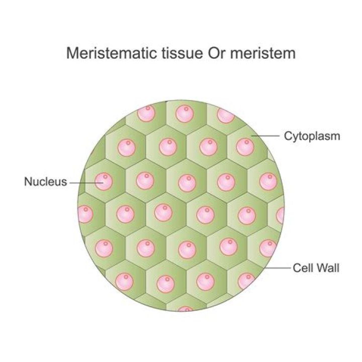 Does meristematic cells have secondary cell wall?