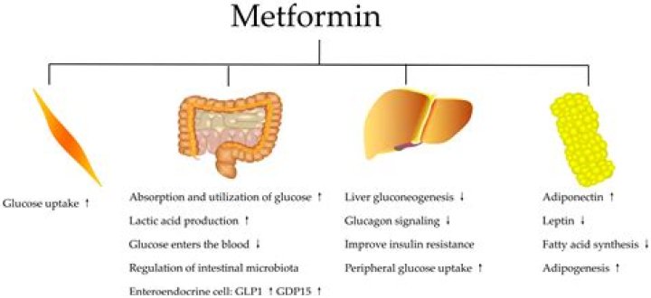 Does metformin cause weakened immune system?