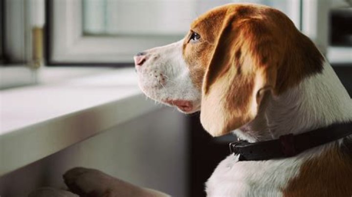 Does mono go away on its own?