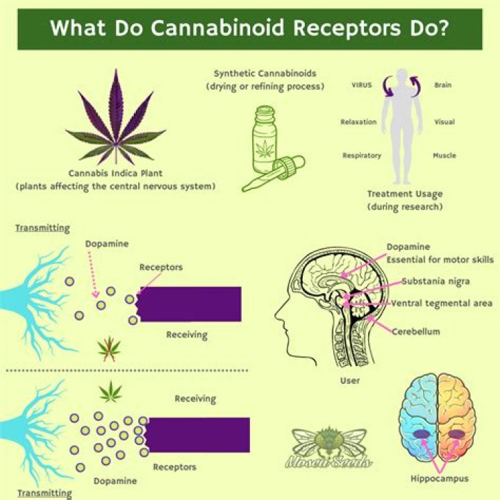 Does naltrexone block cannabinoid receptors?