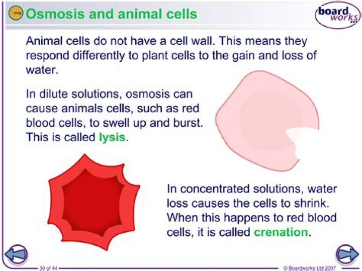 Does osmosis cause crenation in cells?