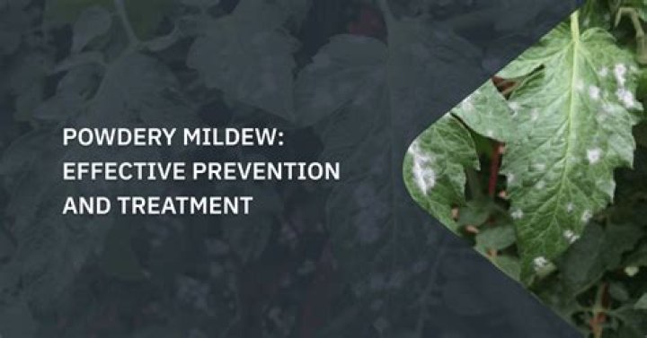 Does overwatering cause powdery mildew?
