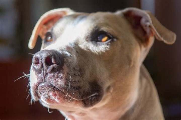 Does peta kill pitbulls?