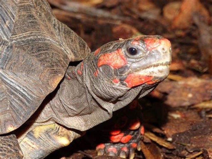 Does red footed tortoise bite?