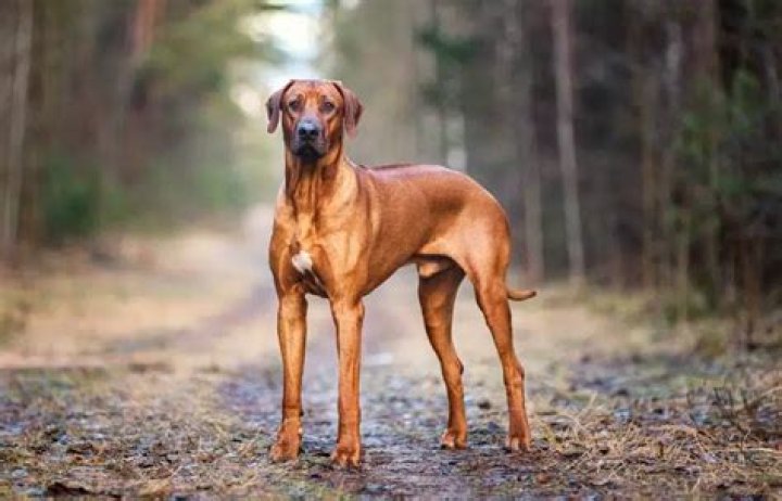 Does rhodesian ridgeback shed?
