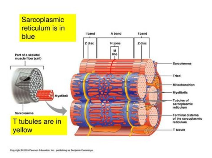 Does sarcoplasmic reticulum store sodium?