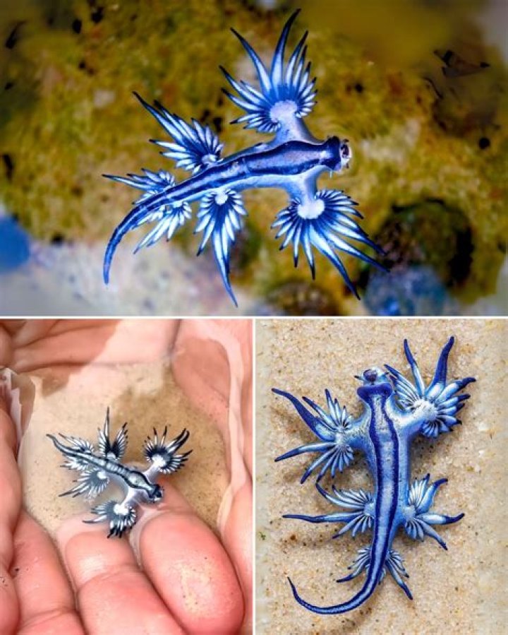 Does stunning hurt animals?