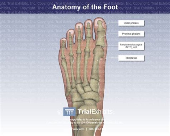 Does the big toe have a distal phalanx?