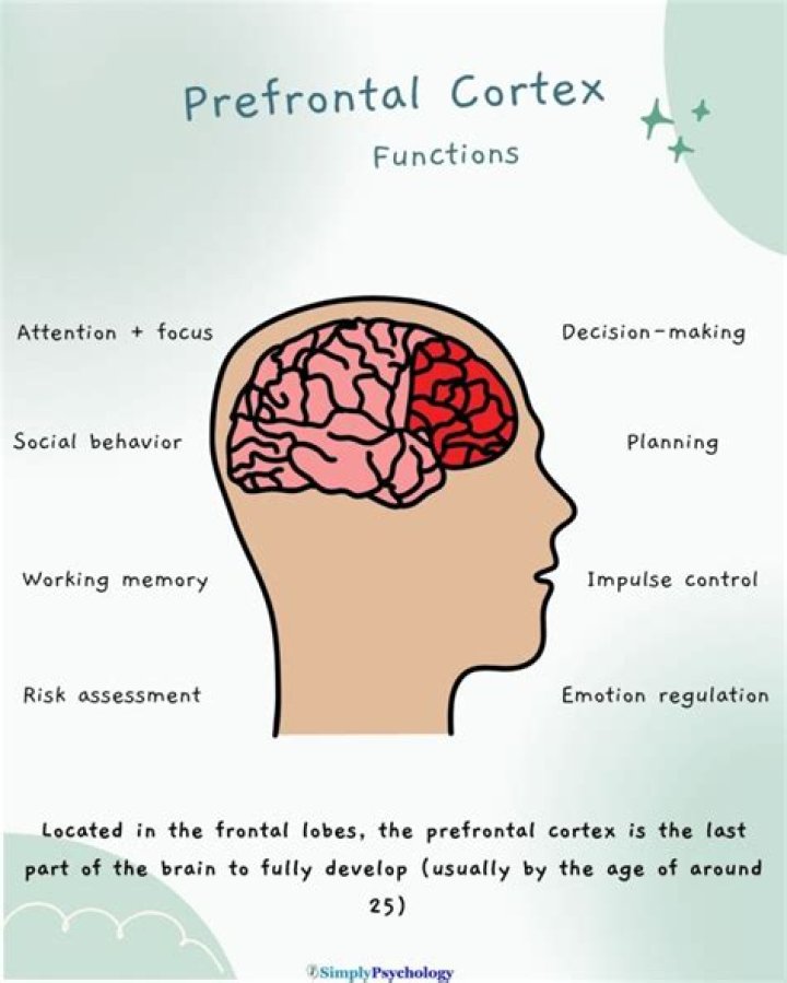 Does the prefrontal cortex control decision making?