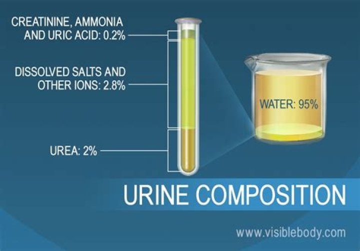 Does urine contain ammonia?