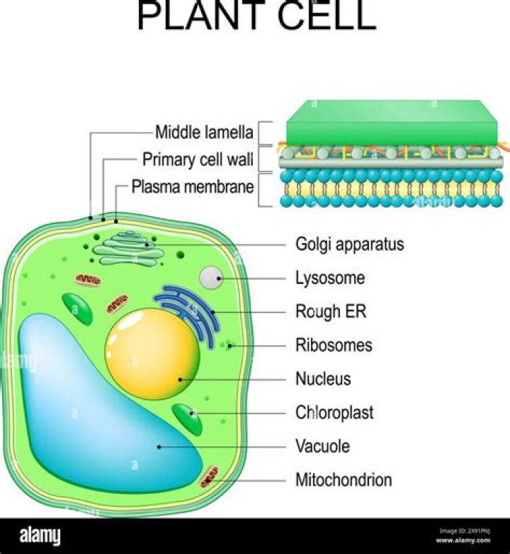 Does vacuole have dna?