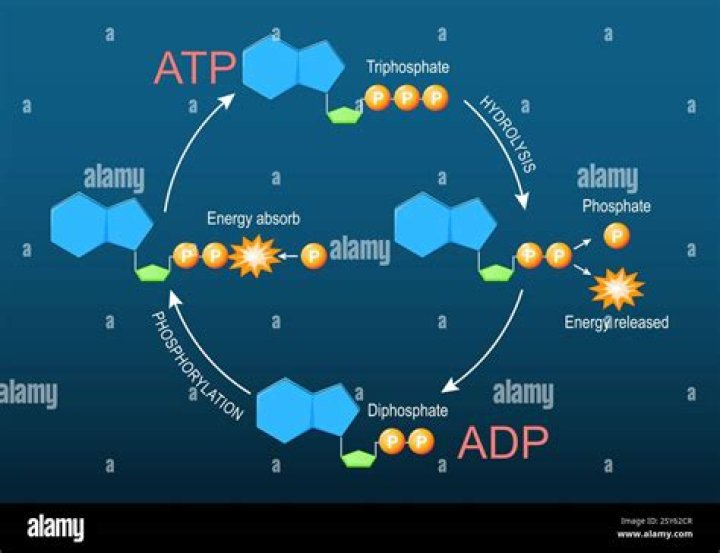 During clotting what is the function of adp and thromboxane?
