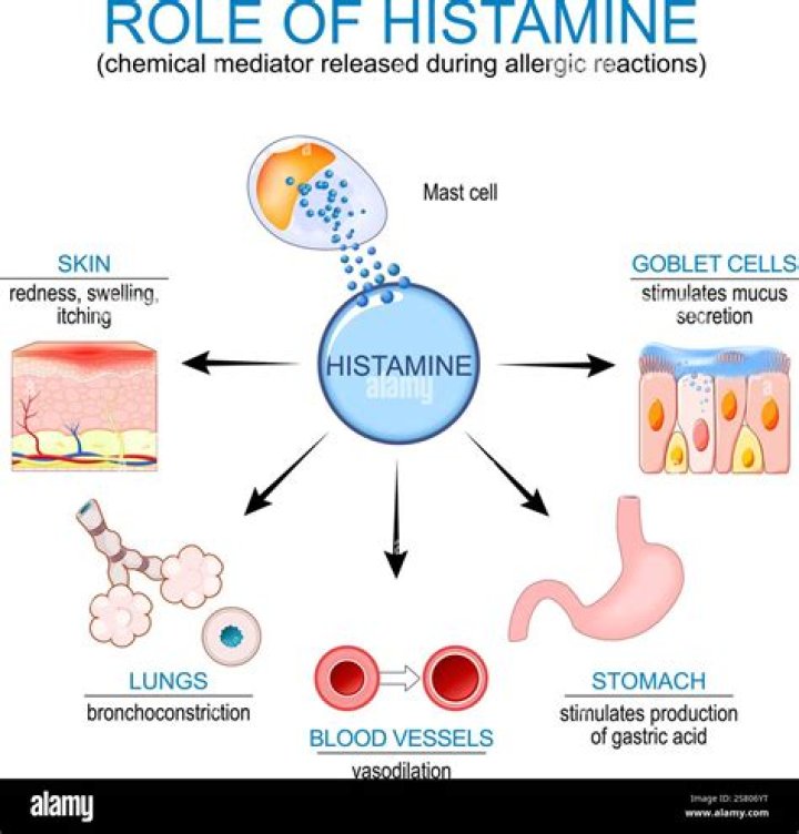 During inflammation which cells release histamine and heparin?