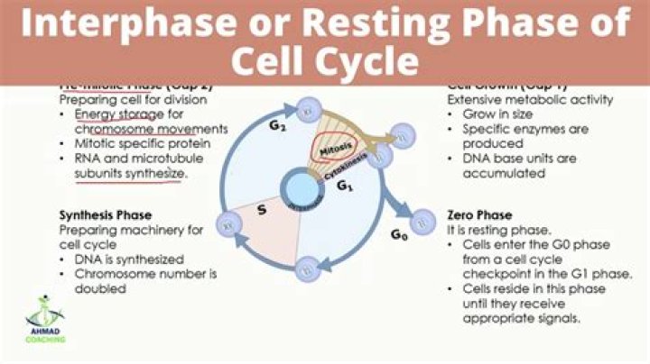 During interphase hereditary material replicates itself?
