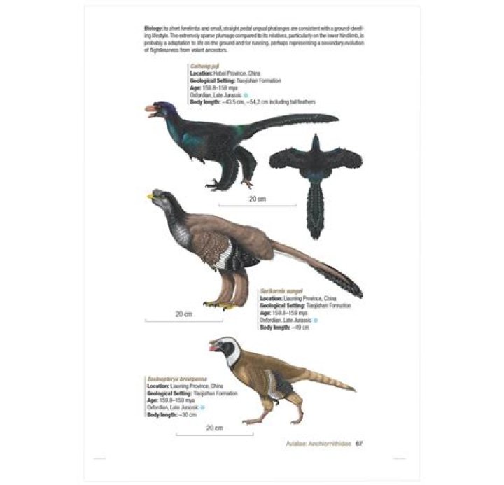 During mesozoic era birds evolved from?
