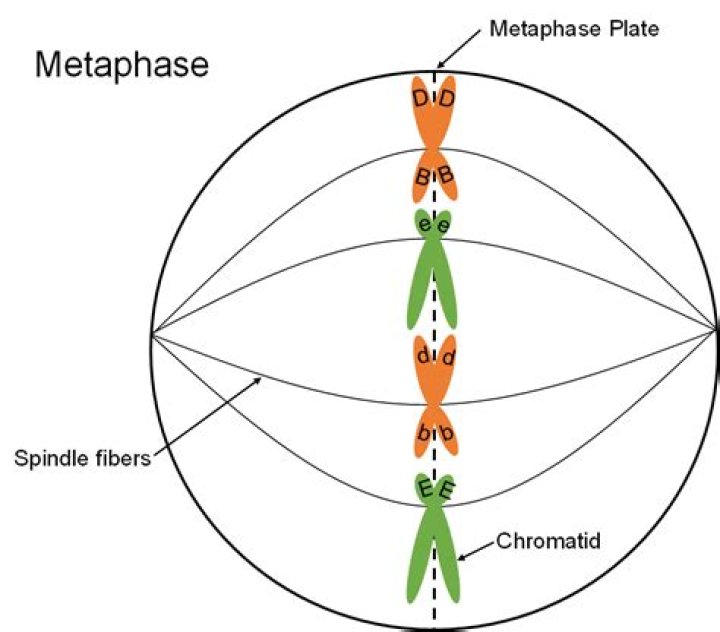 During metaphase the spindle fibres arise from?