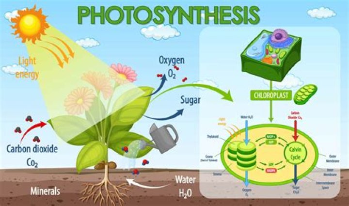 During photosynthesis green plants build up?