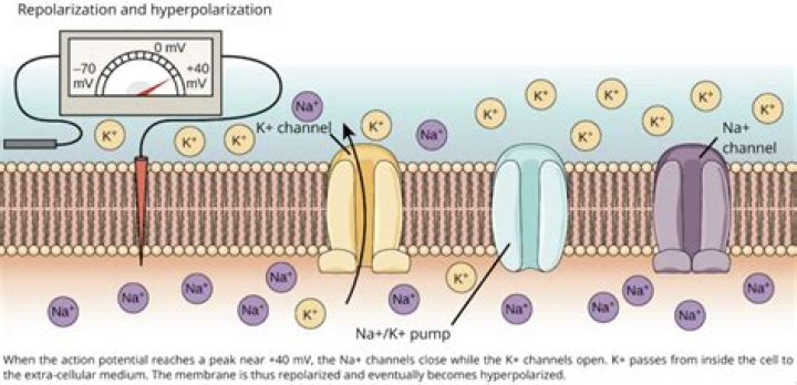 During repolarization of a neuron?