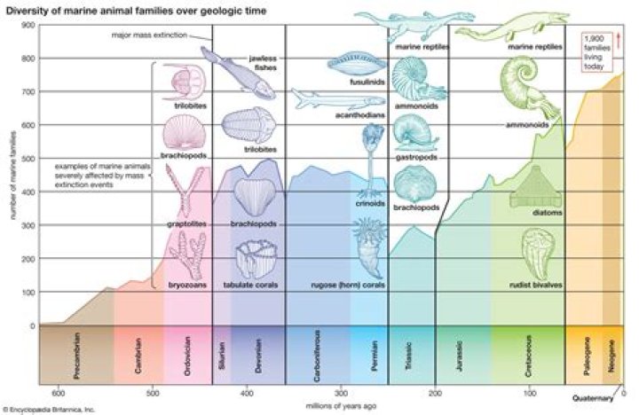 During the late devonian the planet cooled as a result of?