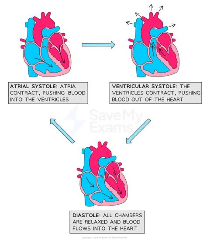 During ventricular systole blood is?