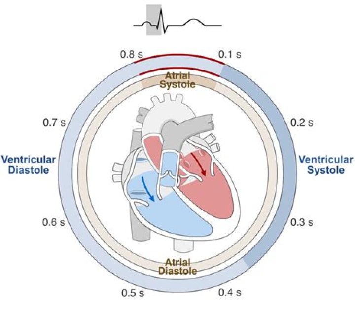 During ventricular systole the semilunar valves are?