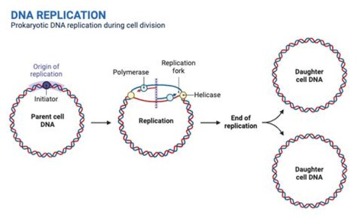 During which occasion with dna replication occur?