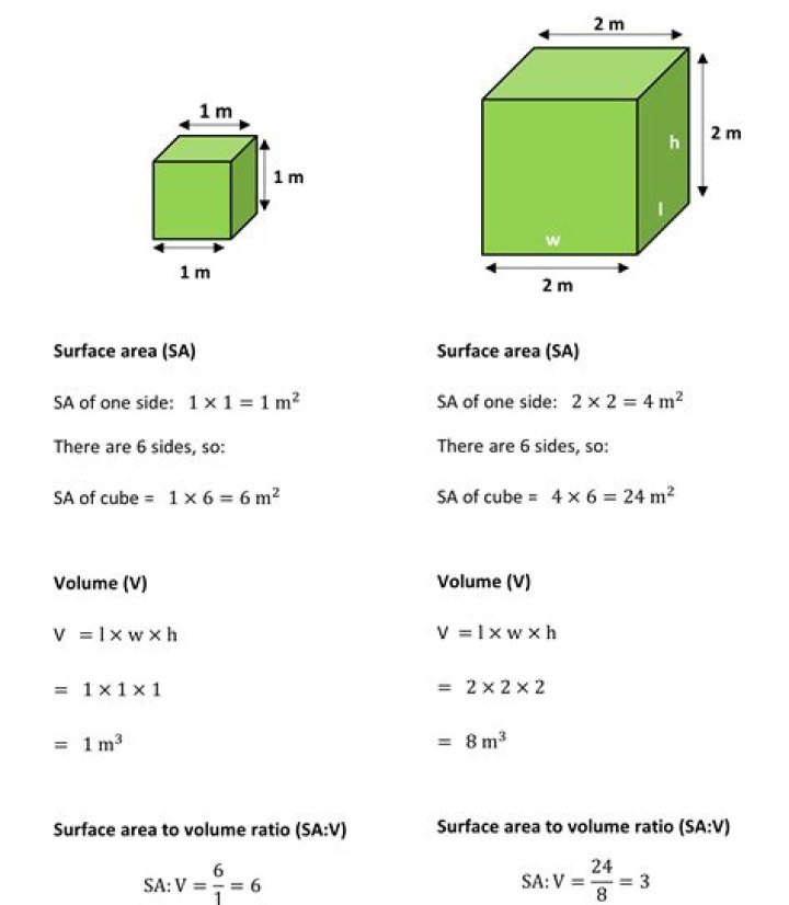 Finding a Shape with a Surface Area to Volume Ratio of 1