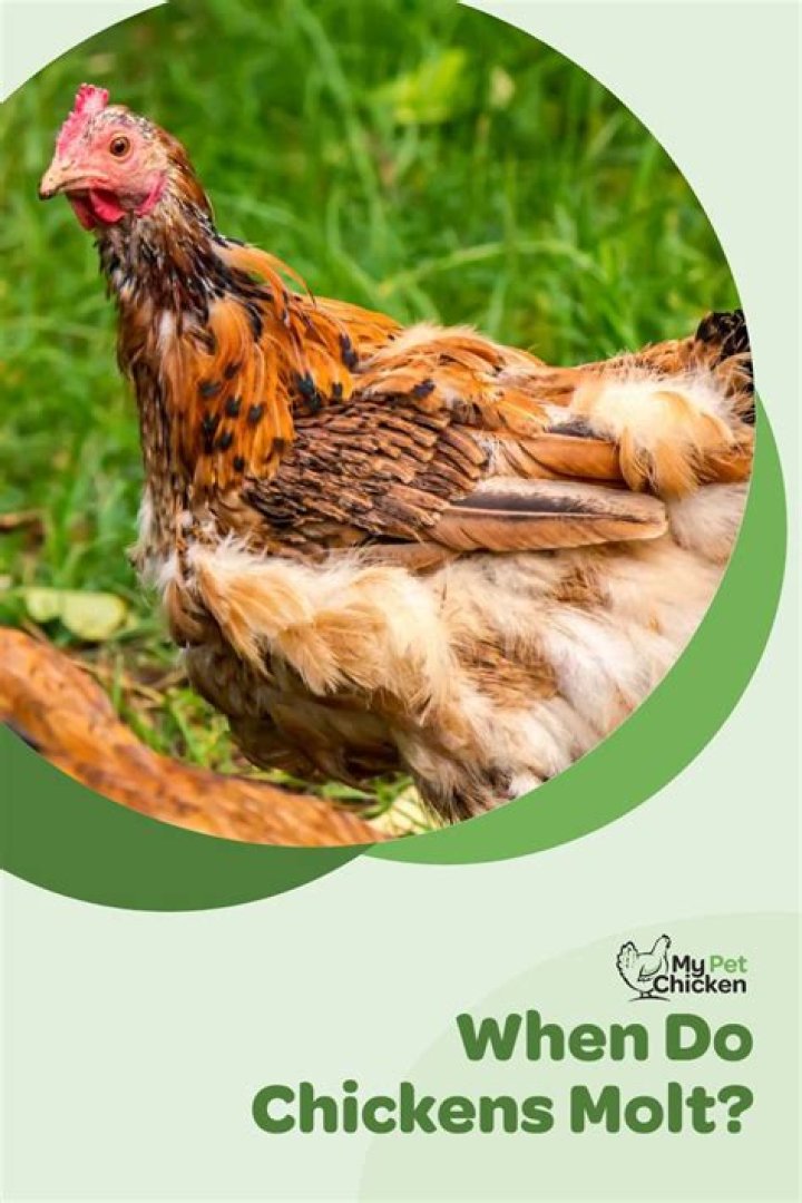 For how long do chickens molt?