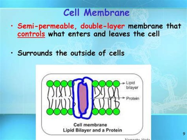 Has a semipermeable membrane?