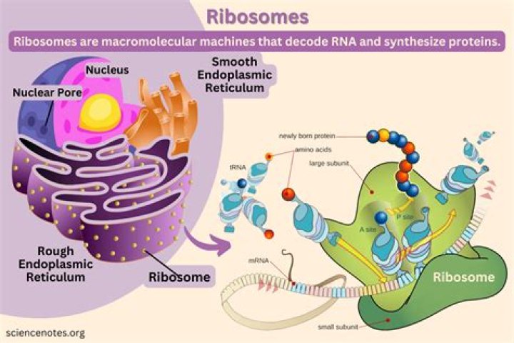 Has ribosomes attached produced some proteins?