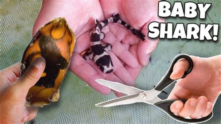 Hold items used when breeding