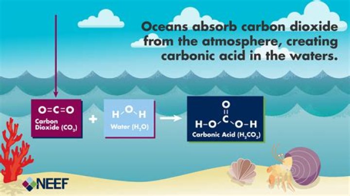 How acidification effects us?