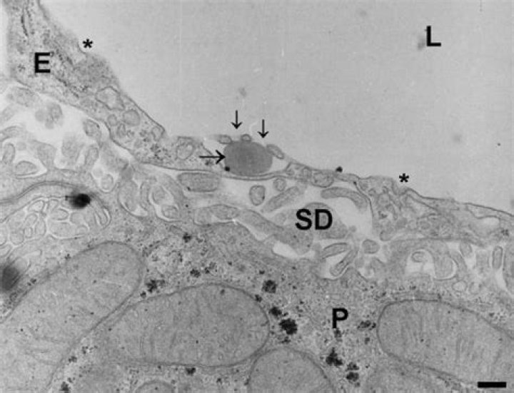 How are fenestrae formed?