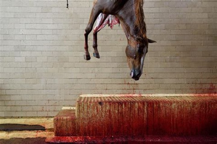 How are horses killed in slaughterhouses?