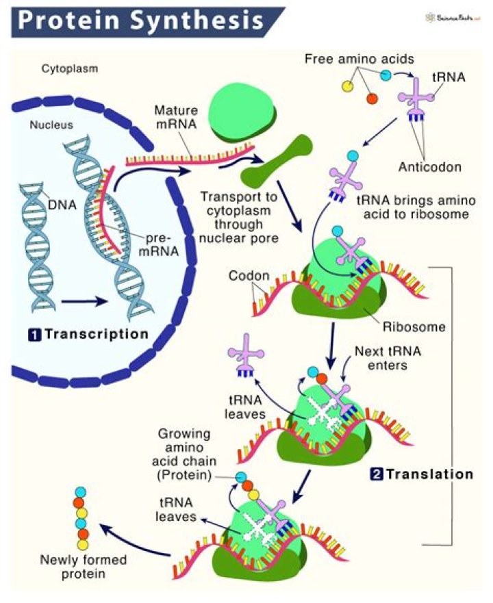 How are synthesized proteins transferred?