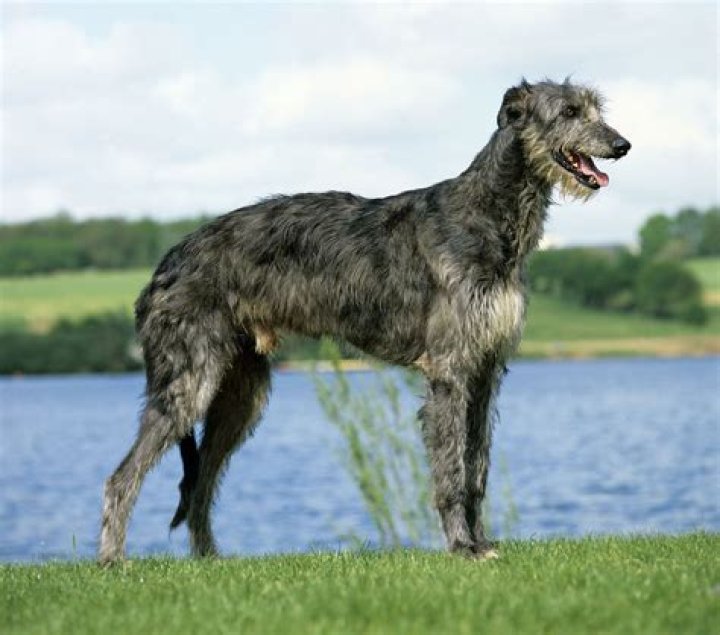 How big is a deerhound?