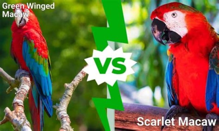 How big is a green winged macaw?