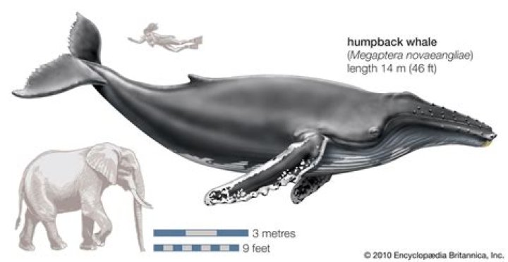 How big is a humpback whale?